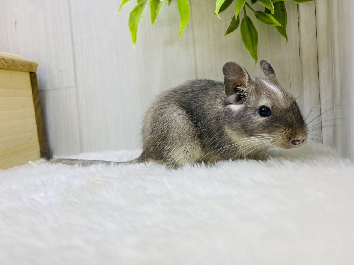 デグー