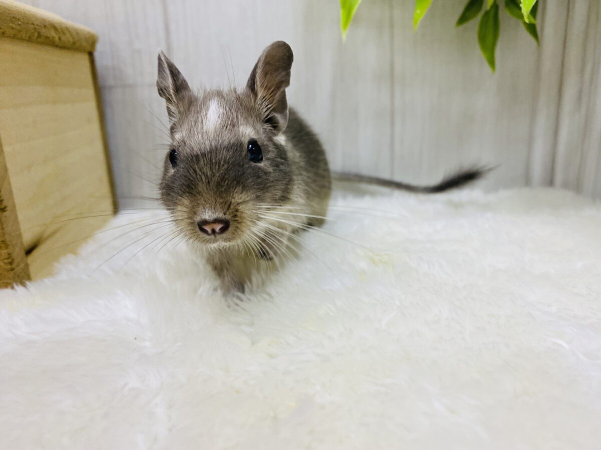 デグー