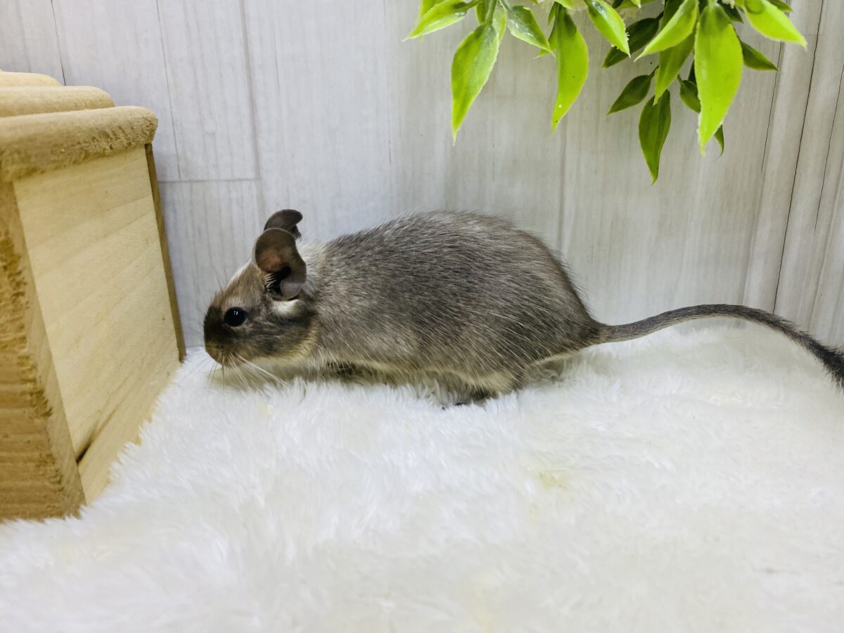 デグー