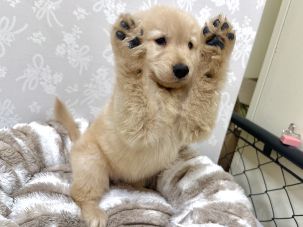 ゴールデンレトリバー