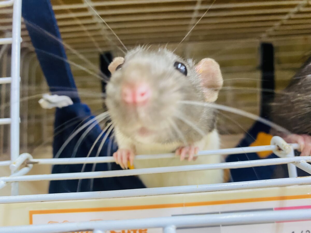 ファンシーラット