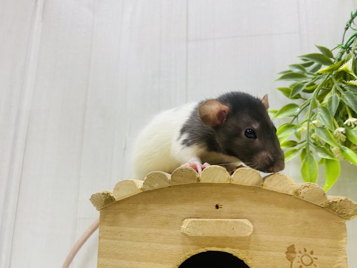 ファンシーラット