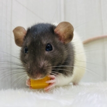 ご飯大好き‼️すくすく成長中のファンシーラット男の子🌟