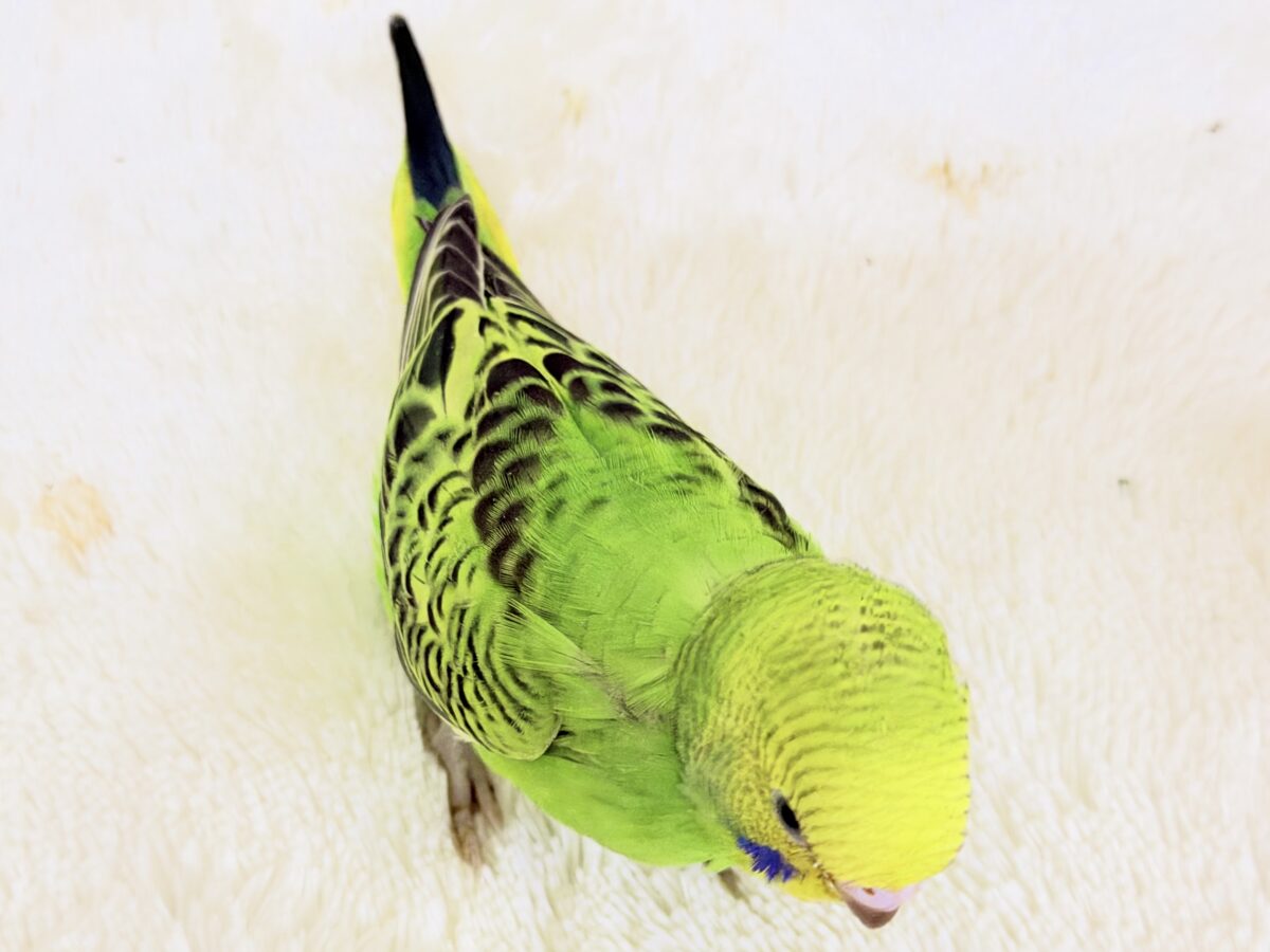 セキセイインコ