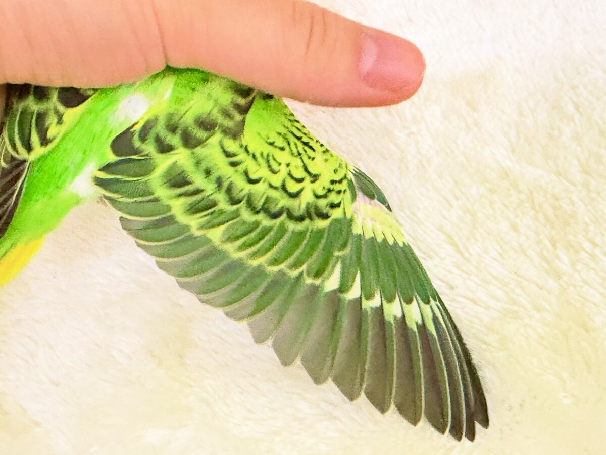 セキセイインコ
