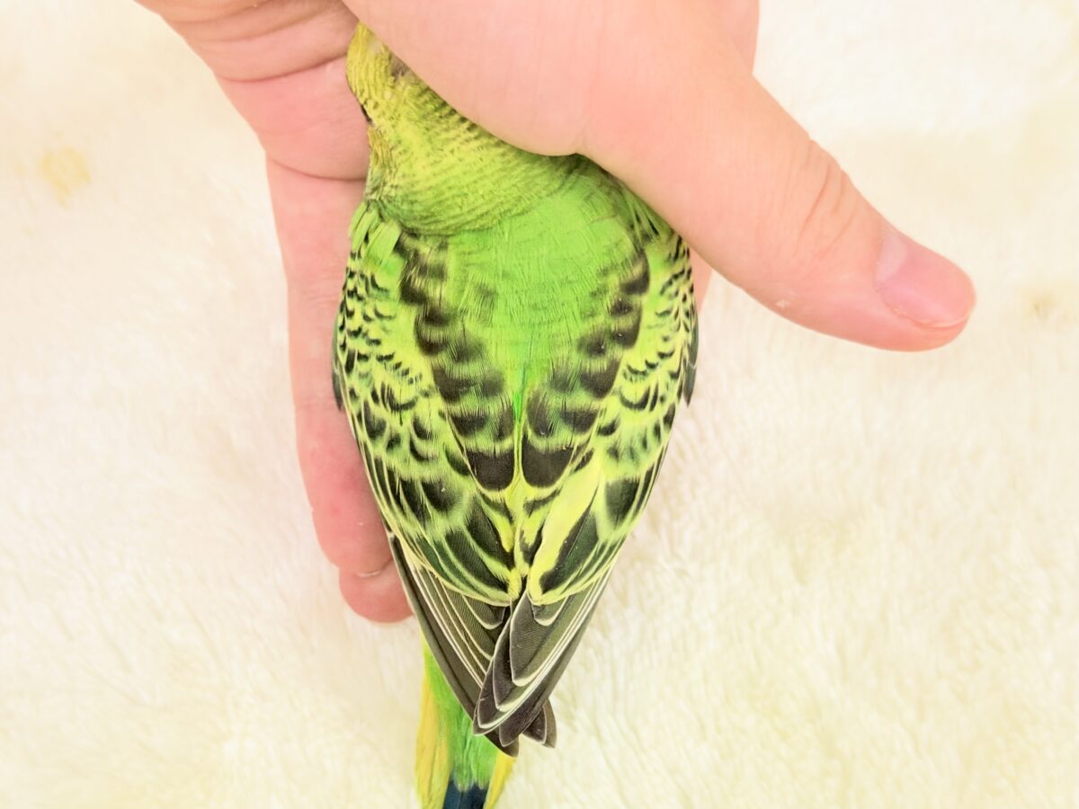 セキセイインコ