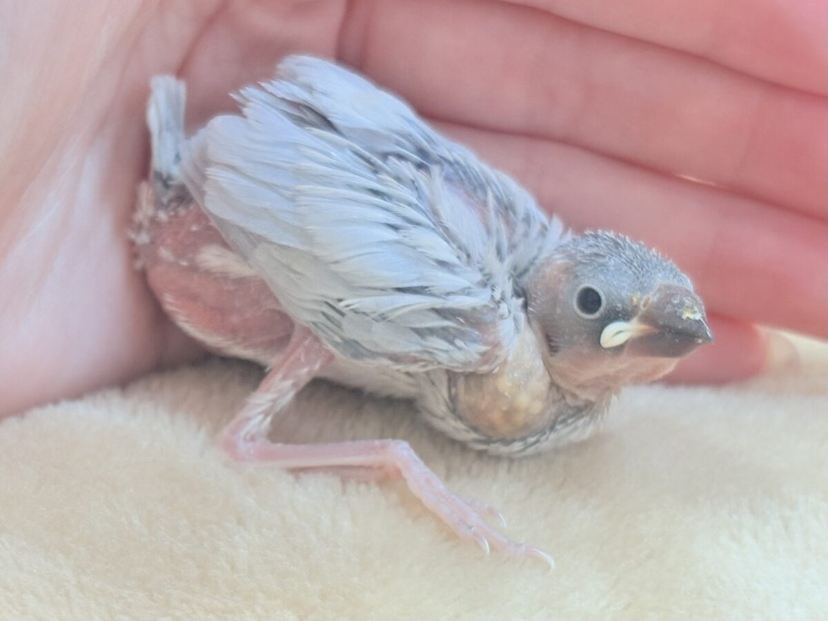 シルバー文鳥