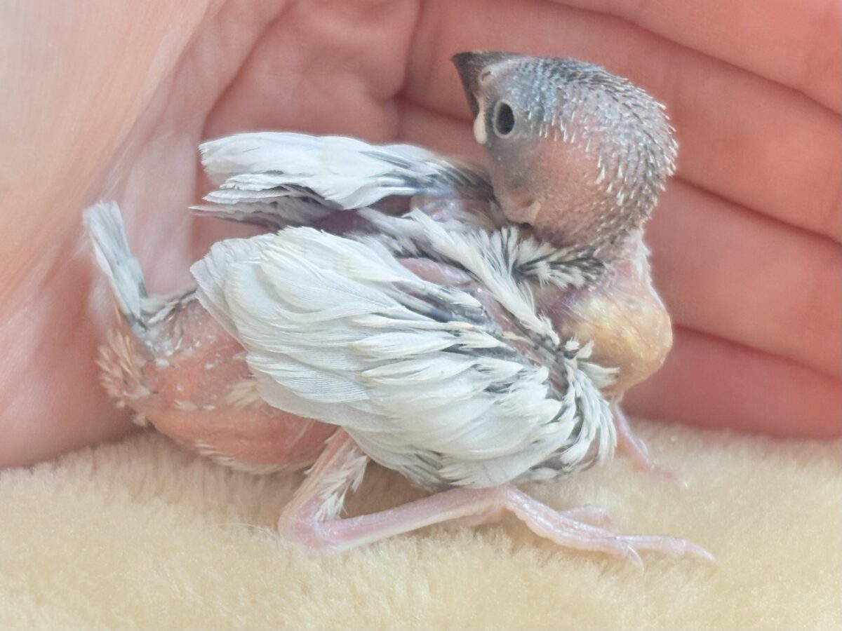 シルバー文鳥