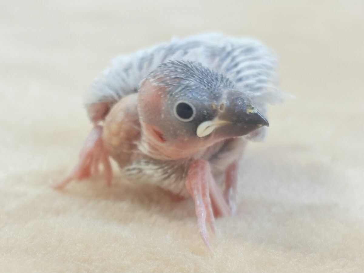 シルバー文鳥