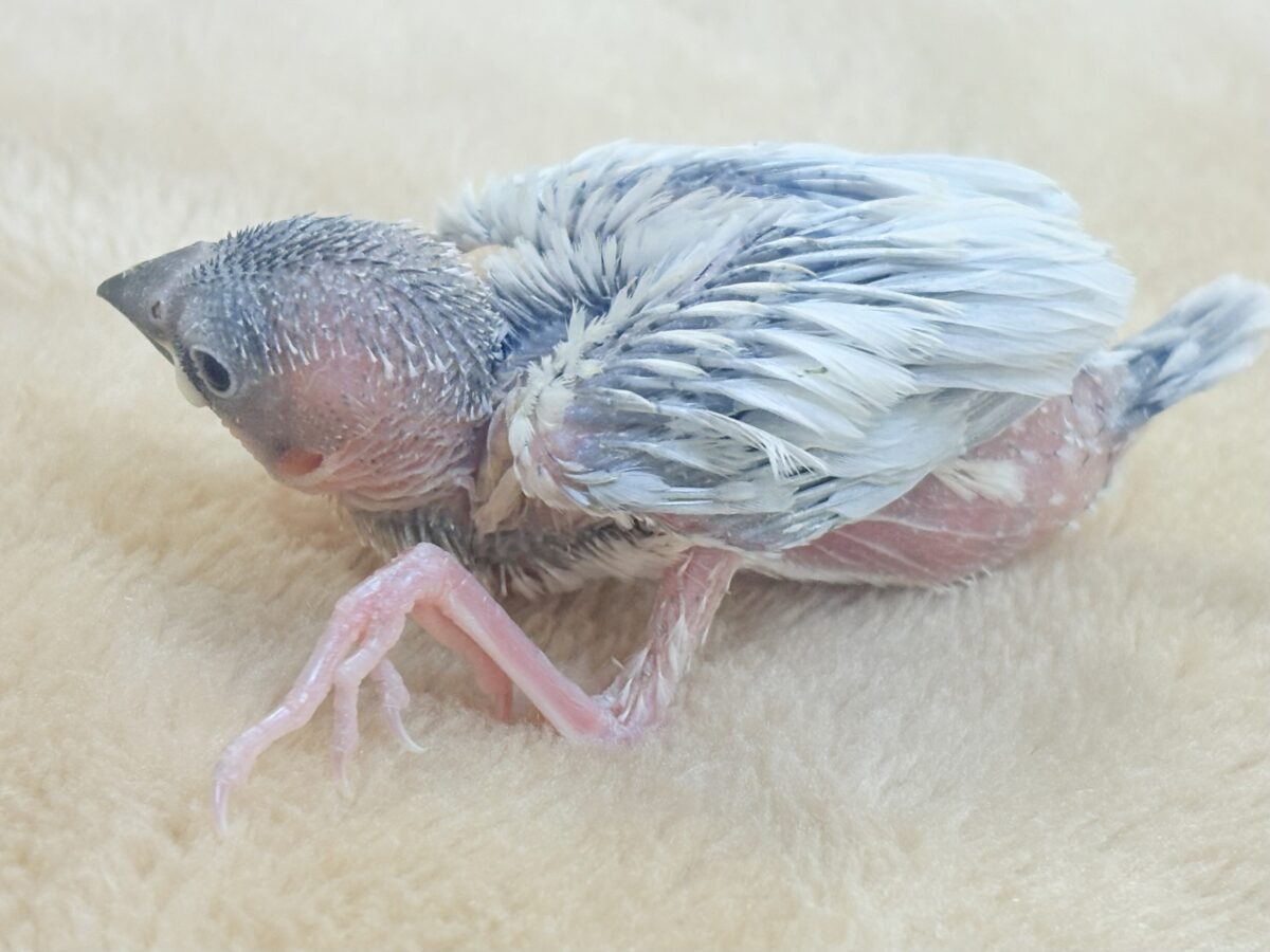 シルバー文鳥