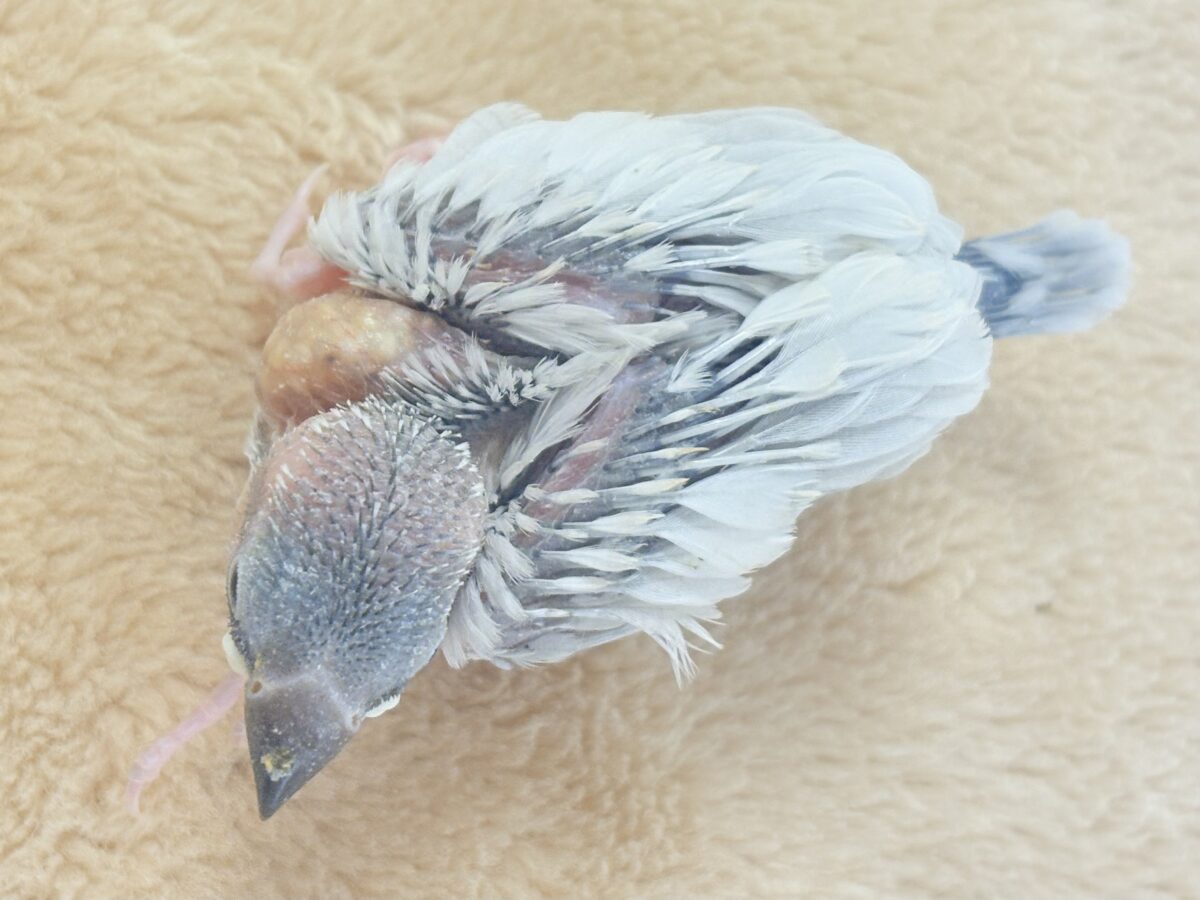 シルバー文鳥