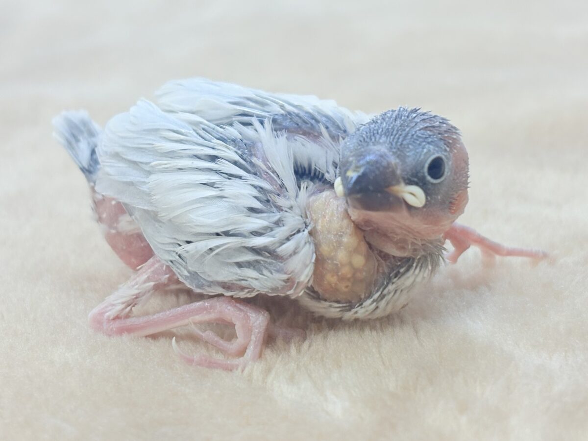 シルバー文鳥