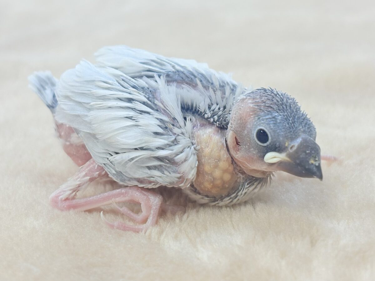 シルバー文鳥
