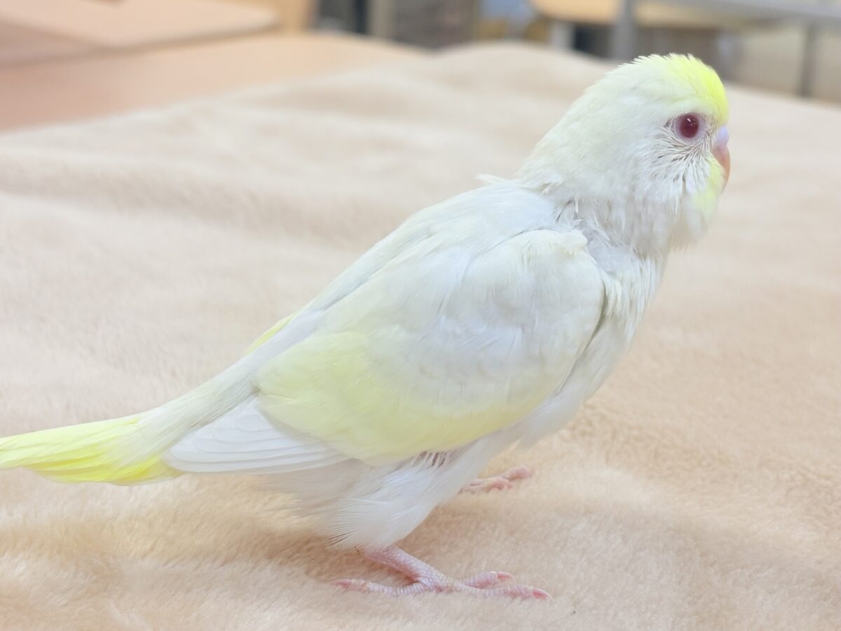 ふわっと淡いクリームカラー‪🫶セキセイインコ(クリームルチノー)ヒナ