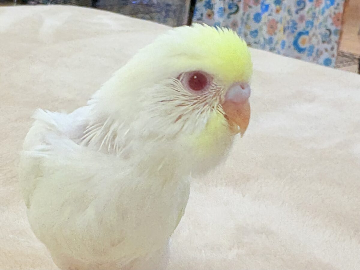セキセイインコ