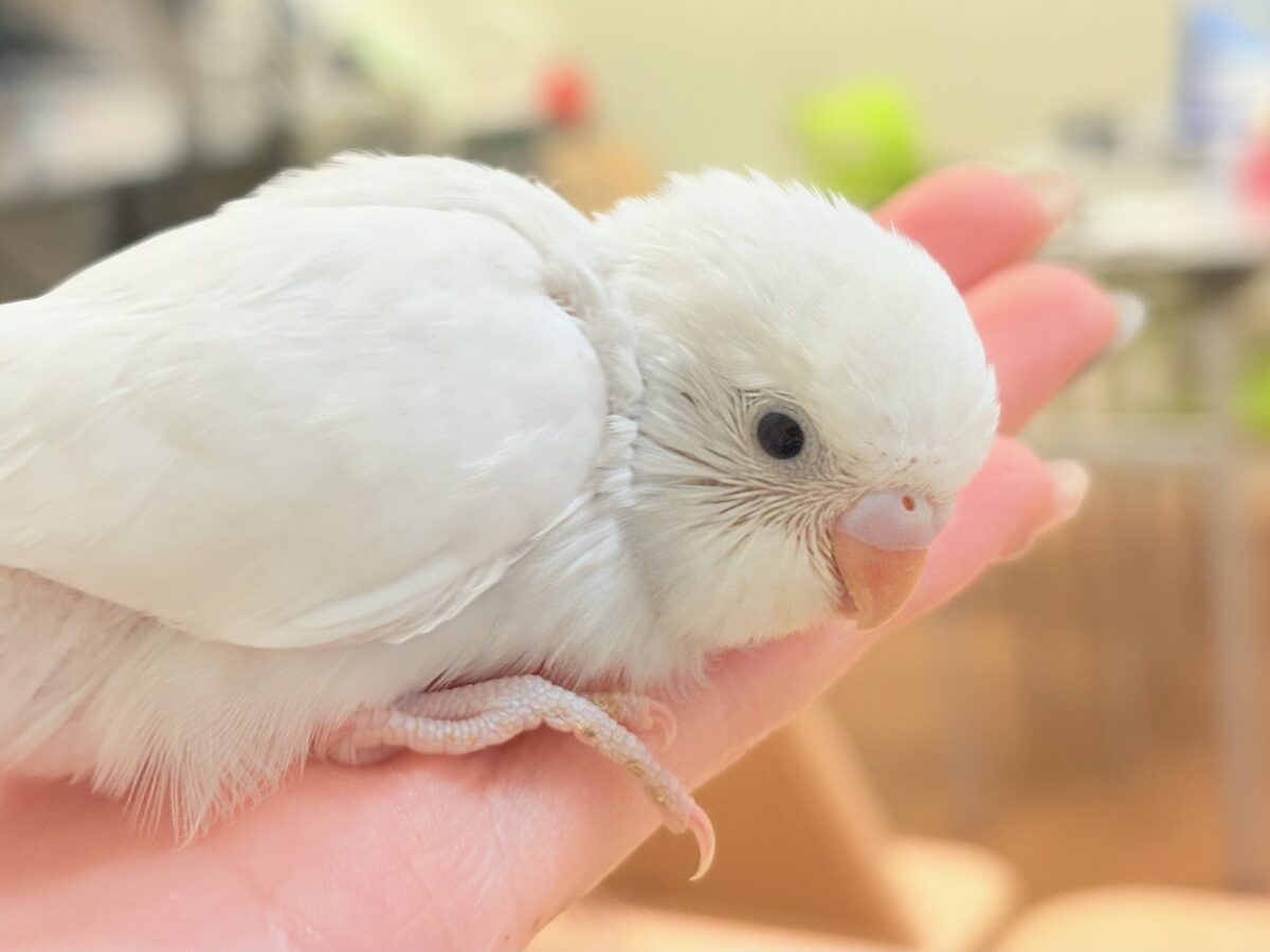 雪国からやってきた⁉️セキセイインコ(ダブルファクター)ヒナ