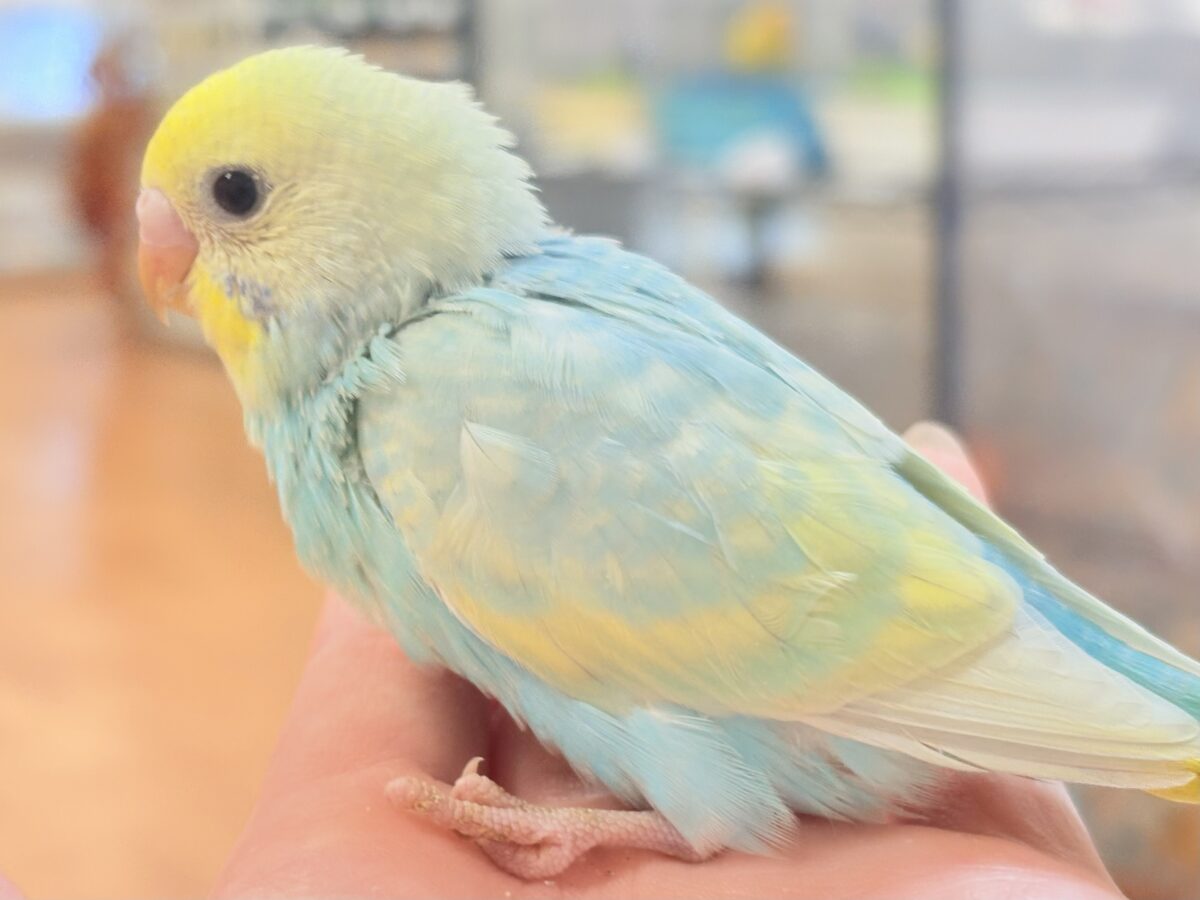セキセイインコ