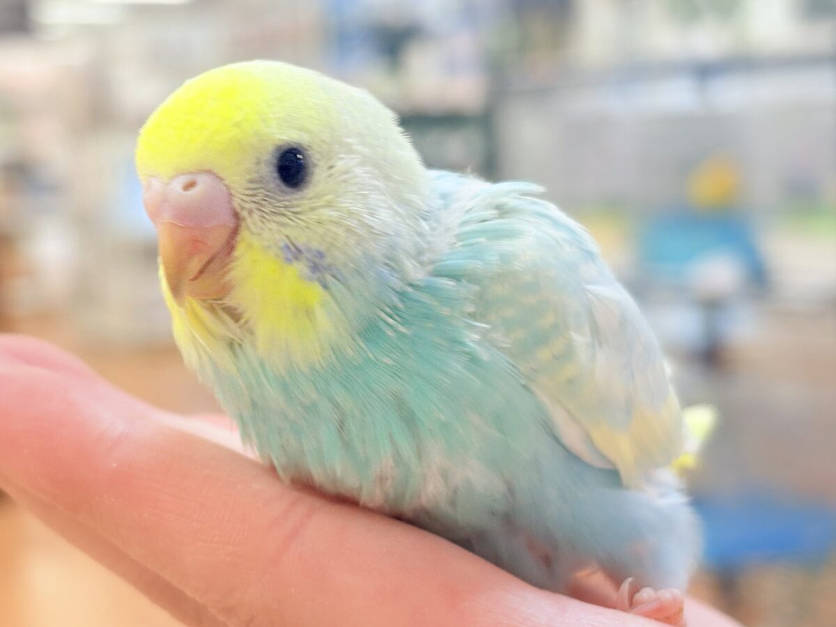パステル纏った妖精さん‼️🌈ᵕ̈*セキセイインコ(パステルレインボースパングル)ヒナ