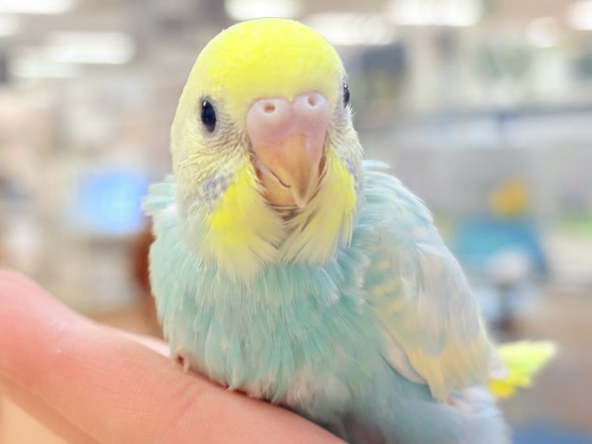 セキセイインコ