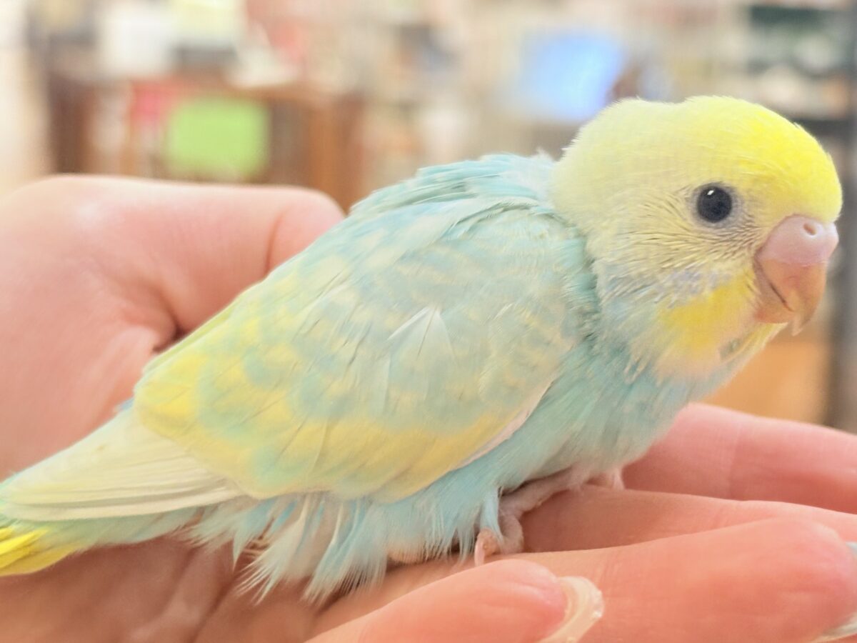 セキセイインコ