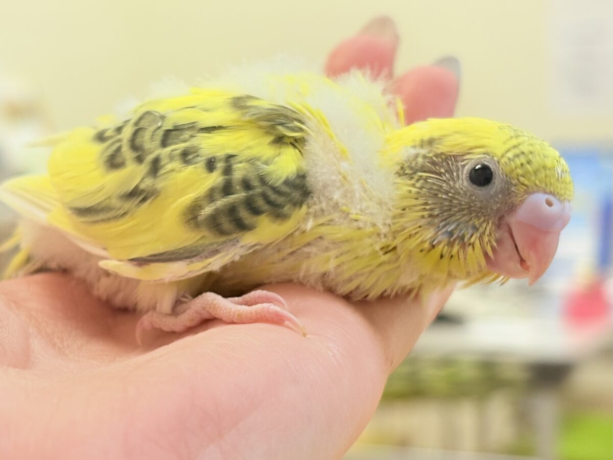 ミツバチはっちー🐝💕セキセイインコ(ハルクイン)ヒナ セキセイインコ