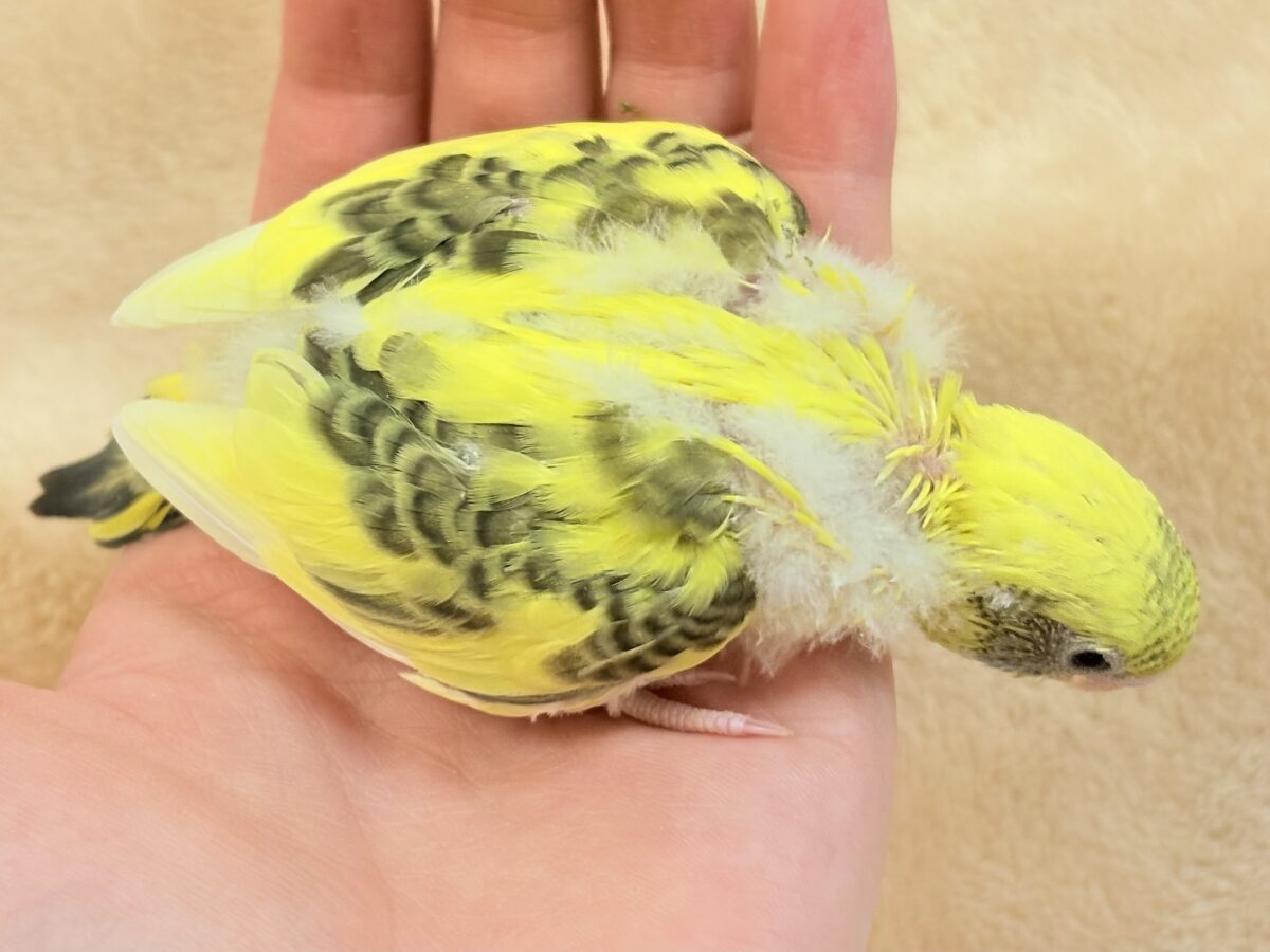 ミツバチはっちー🐝💕セキセイインコ(ハルクイン)ヒナ セキセイインコ