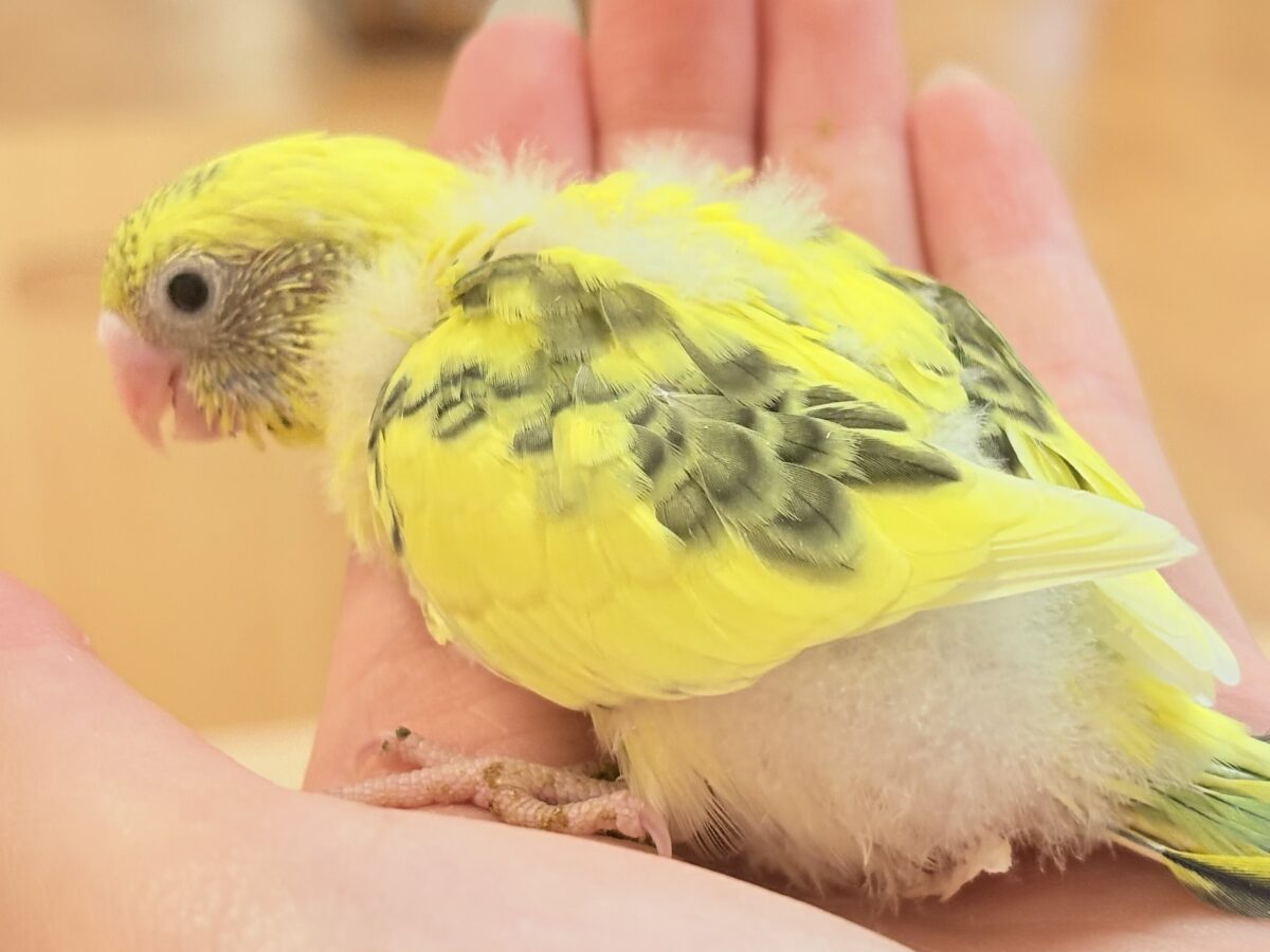 ミツバチはっちー🐝💕セキセイインコ(ハルクイン)ヒナ セキセイインコ