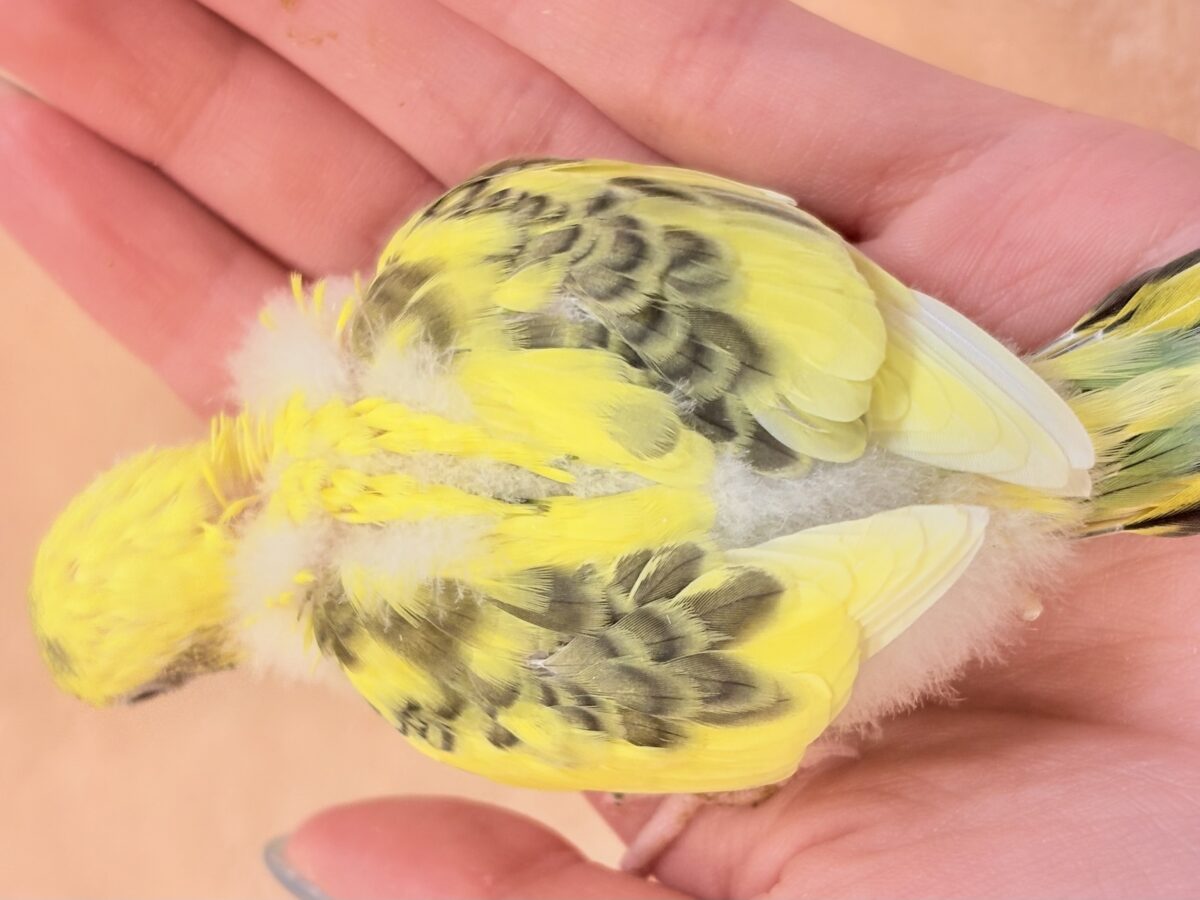 ミツバチはっちー🐝💕セキセイインコ(ハルクイン)ヒナ セキセイインコ