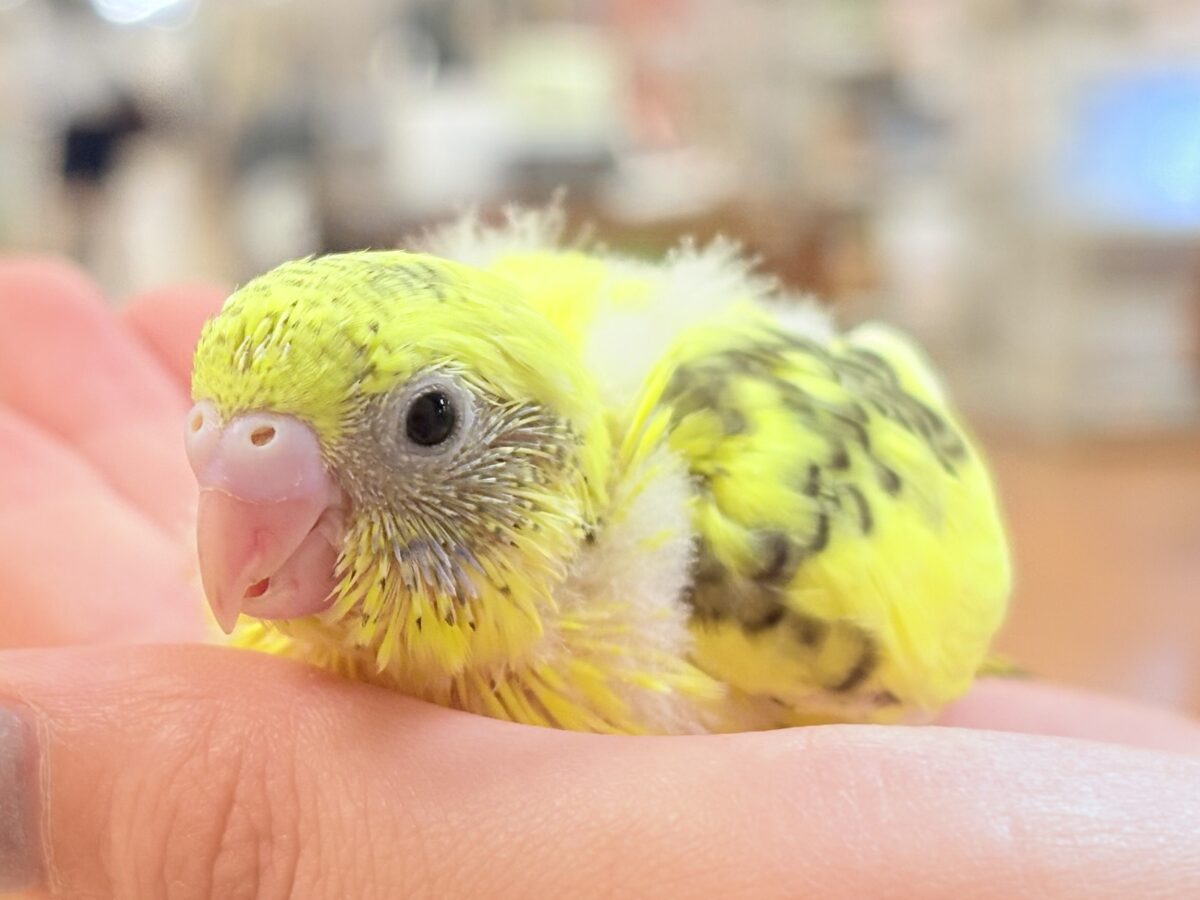 ミツバチはっちー🐝💕セキセイインコ(ハルクイン)ヒナ ミツバチはっちー🐝💕セキセイインコ(ハルクイン)ヒナ