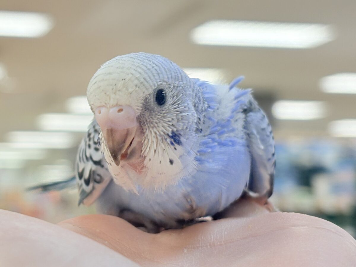 セキセイインコ