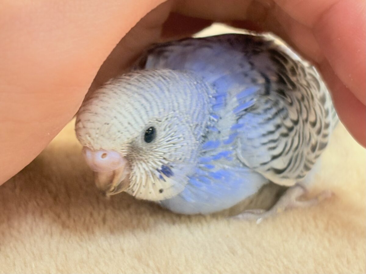 晴天ブルー☁️🫧💙セキセイインコ(オパーリン)ヒナ