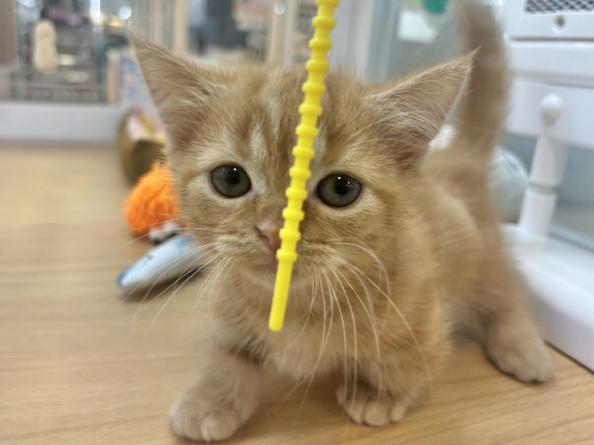 マンチカン