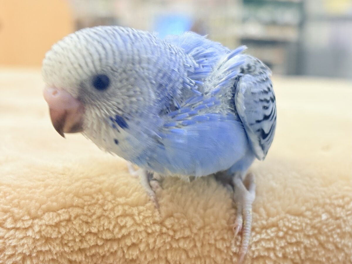 セキセイインコ