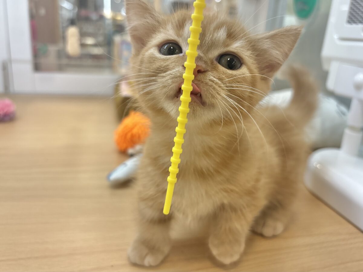 マンチカン