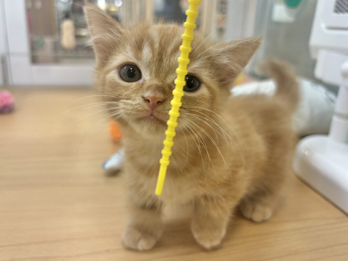 マンチカン