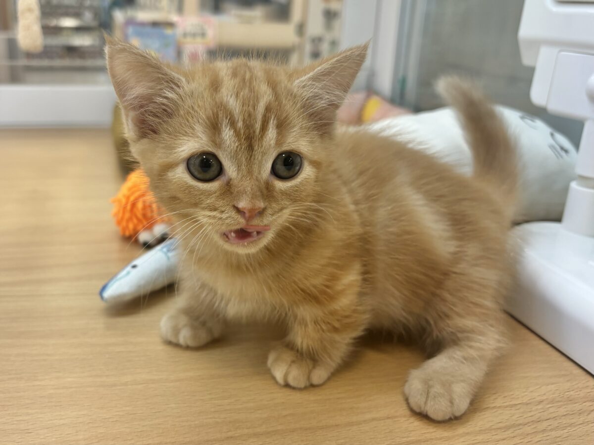 マンチカン