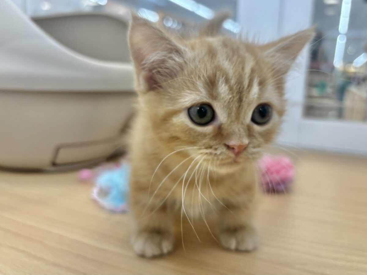 マンチカン