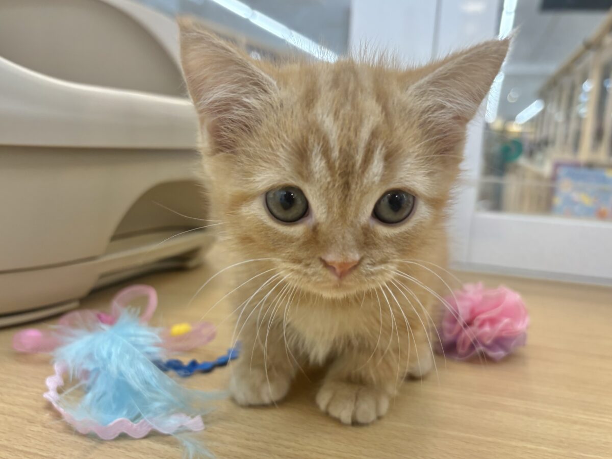 マンチカン