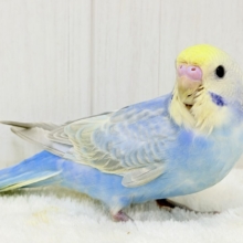 落ち着いた色合いに映えるピンクとブルー🍁 アキクサインコ(ノーマル)