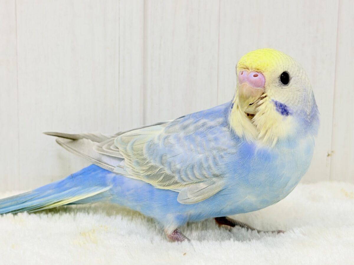11☆セキセイインコ☆レインボーブルーb☆実物大 1人餌】わたわたファッション︎︎︎︎☁優しいブルー系のセキセイ
