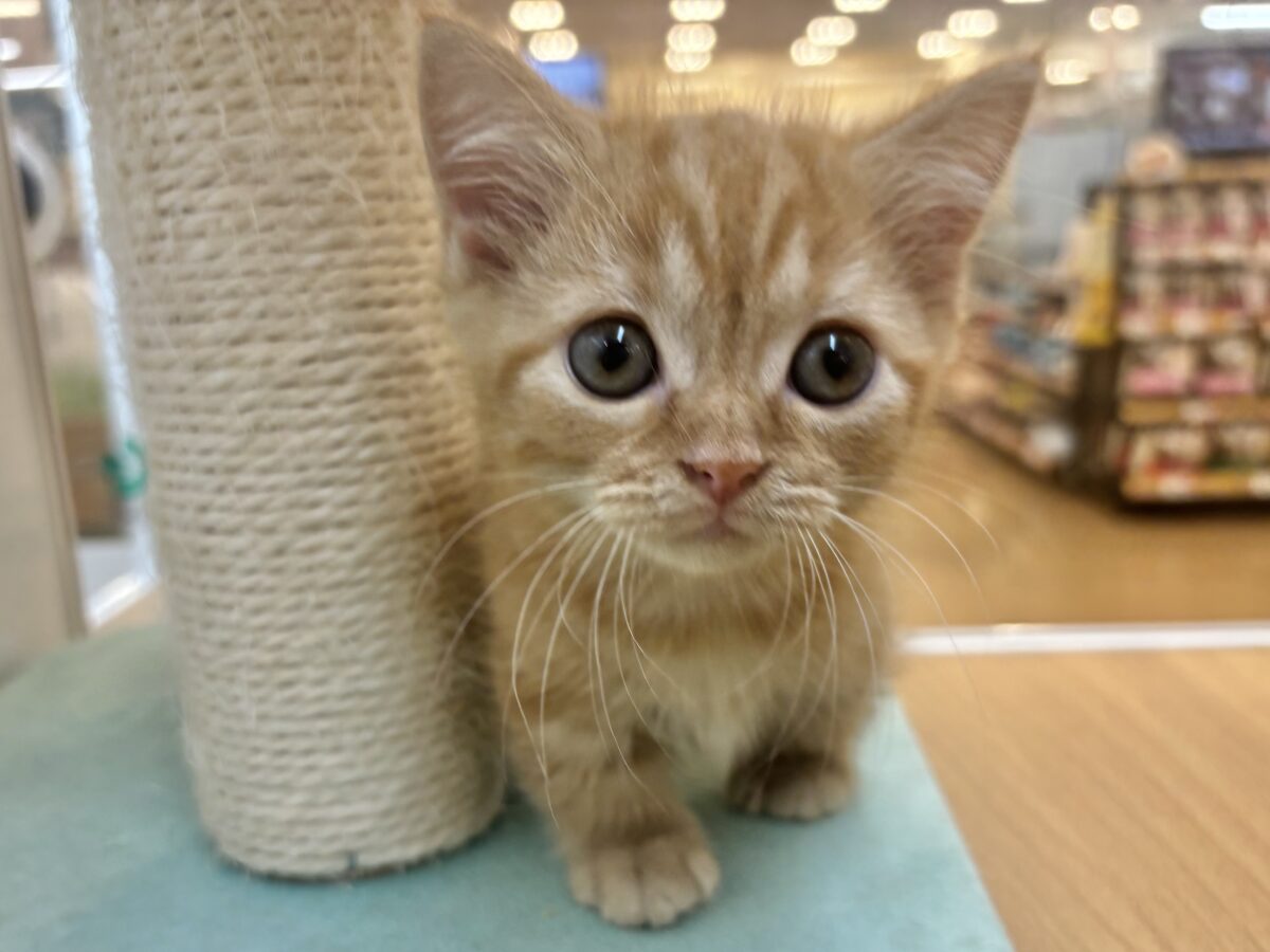 短いあんよでてちてち…てちてち…🐾マンチカンちゃん！