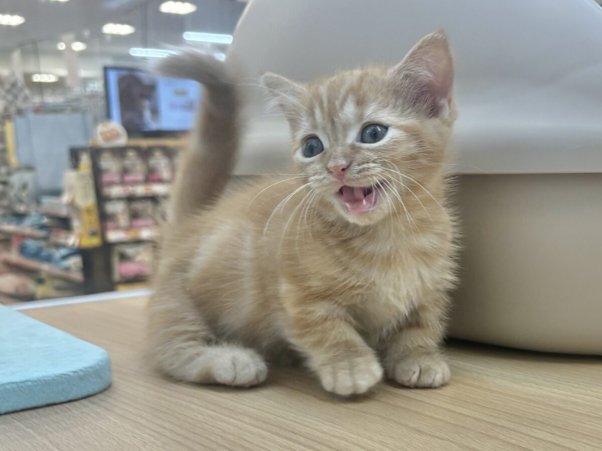 マンチカン