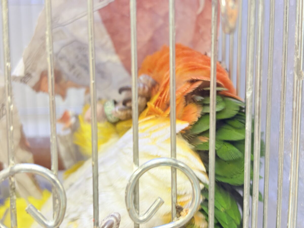 シロハラインコ