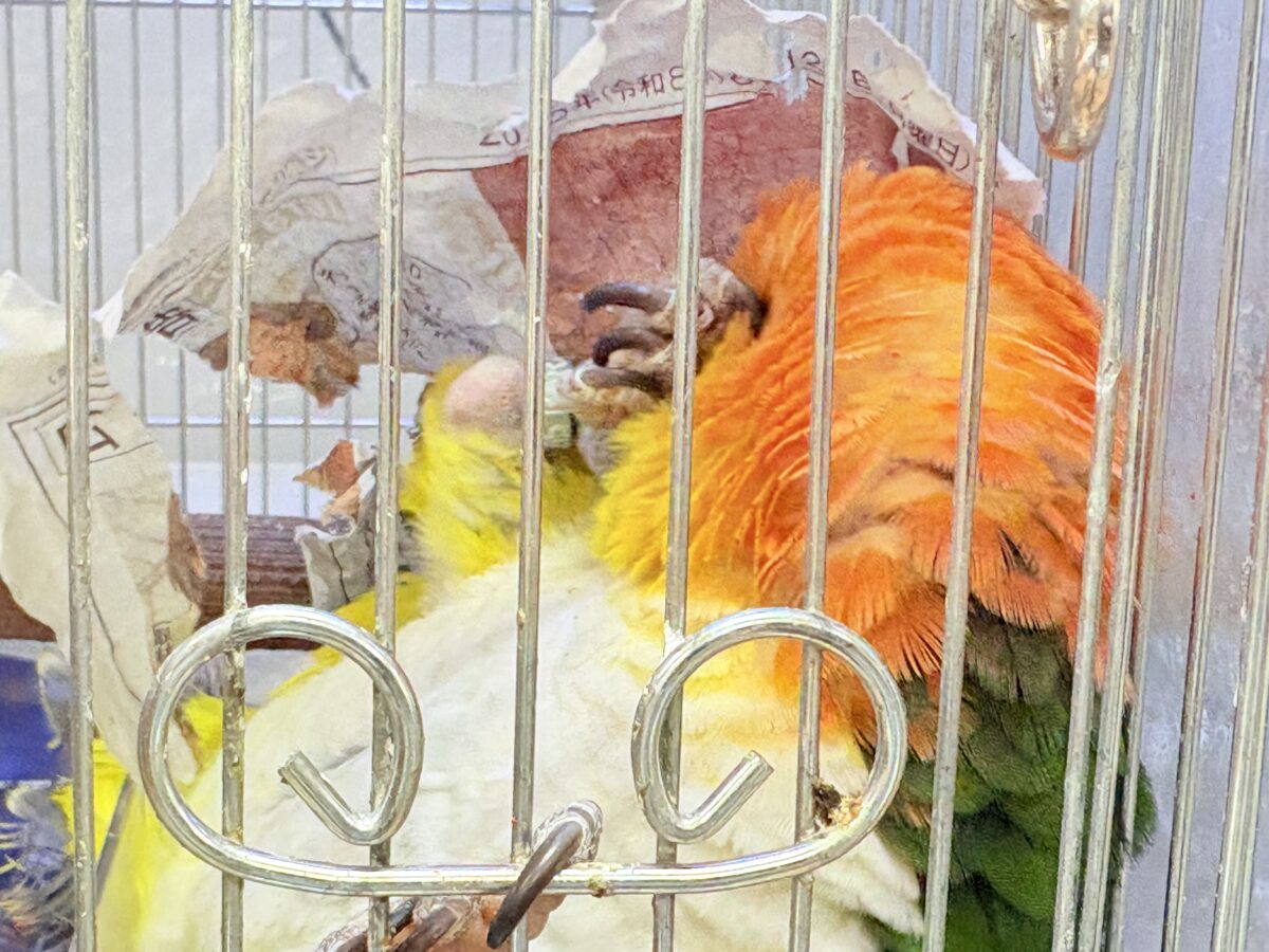 シロハラインコ