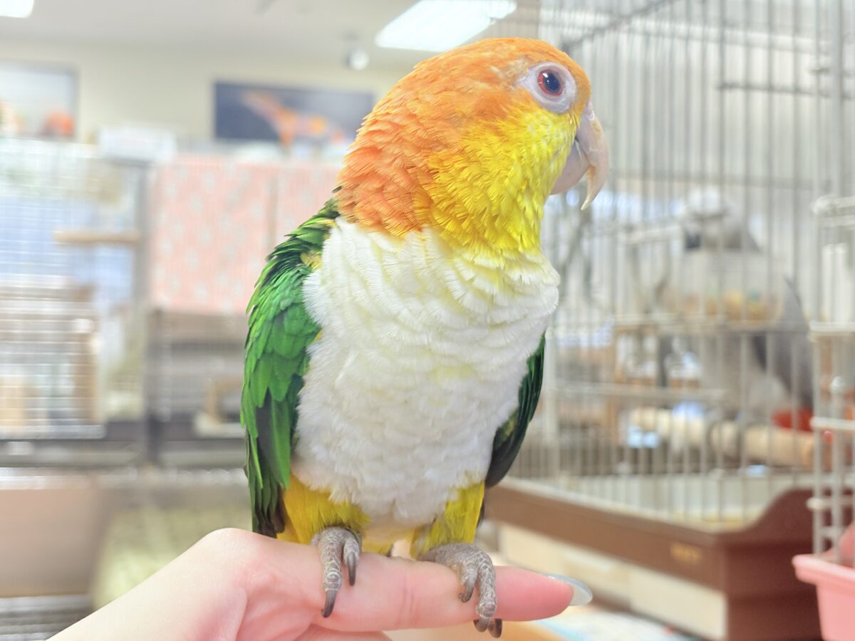 シロハラインコ