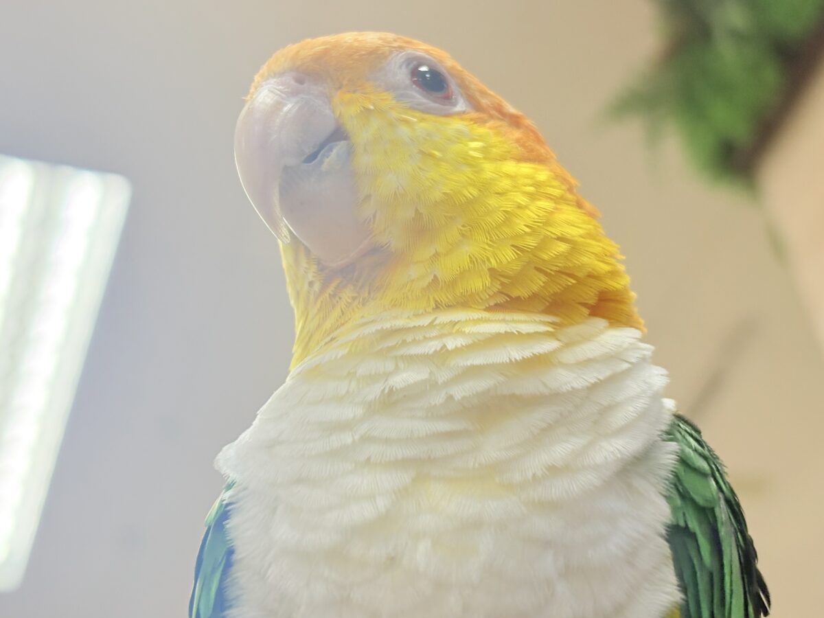 シロハラインコ
