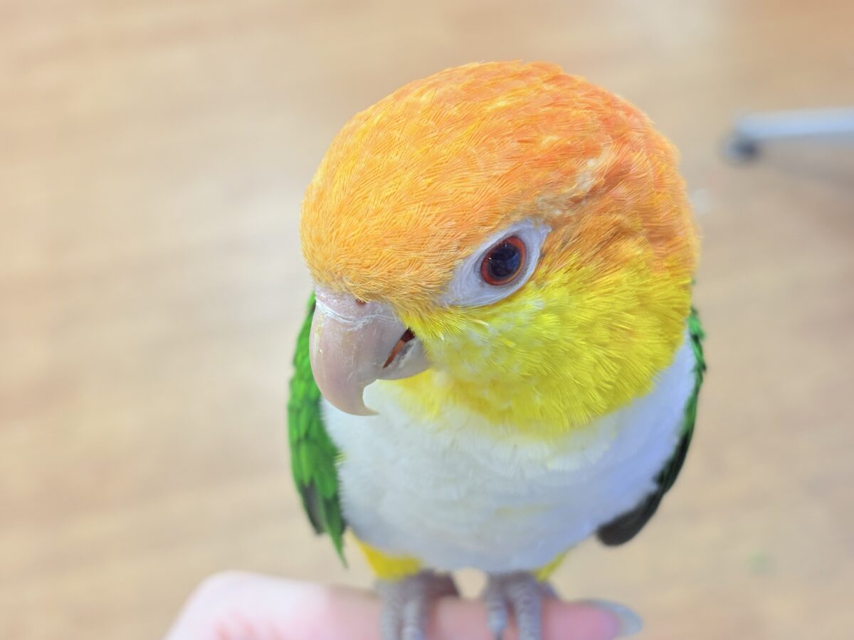 シロハラインコ