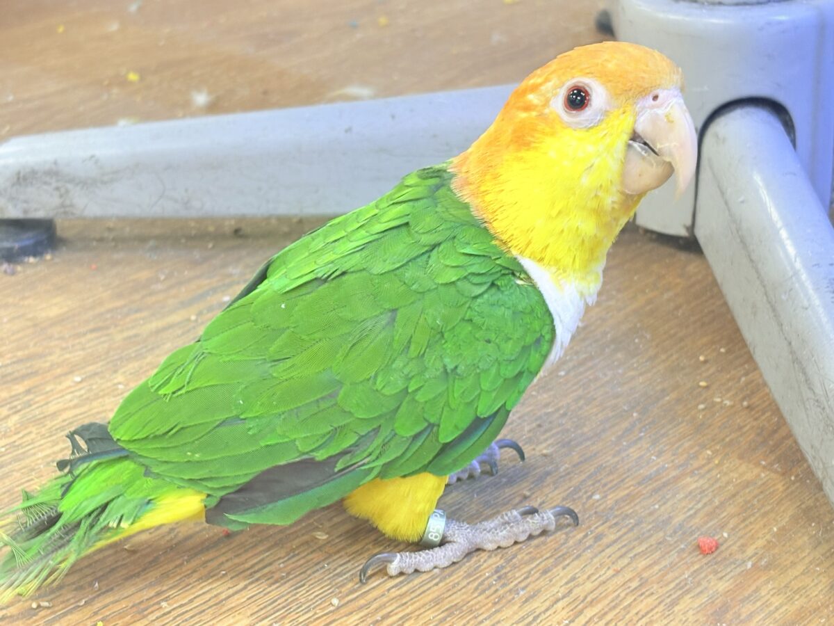 シロハラインコ
