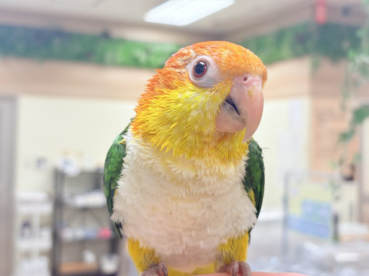シロハラインコ