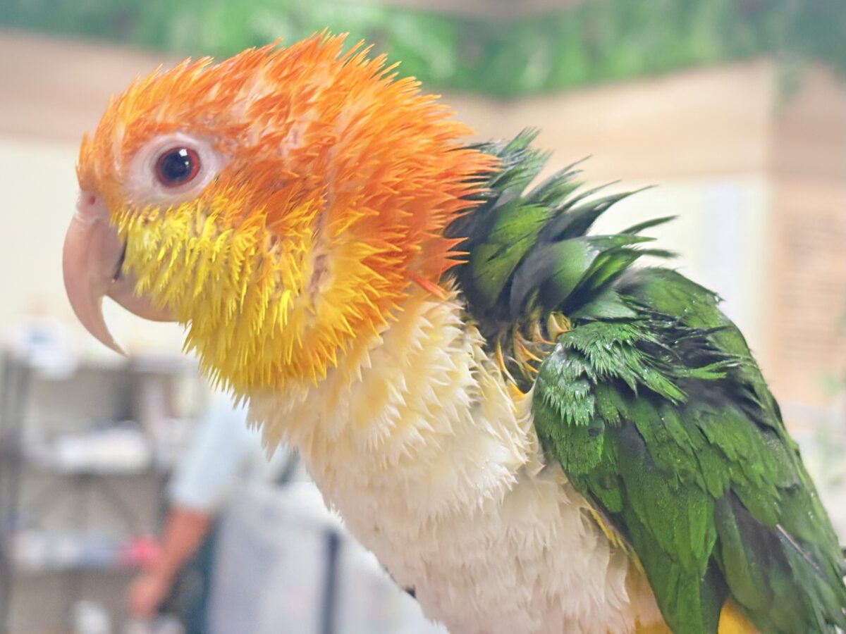 シロハラインコ